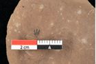 Foto (Detailansicht) von Antholithes stiriacus Kovar-Eder et Z.Kvacek sp.nov. (NHMW-GEO-2024-0188-0427)